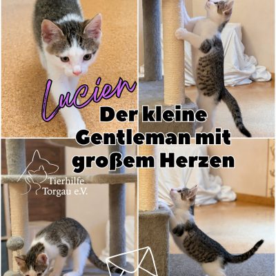 Felinchen & Kids