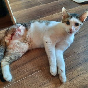 Oliver musste ein Bein amputiert werden Oliver musste ein Bein amputiert werden