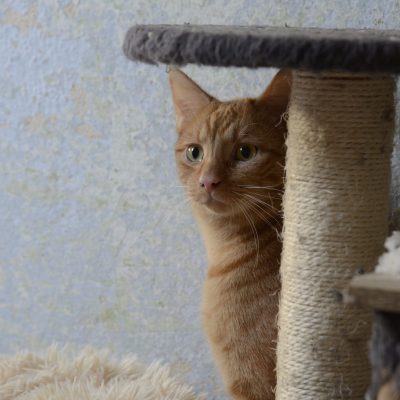 Futterpatenschaft - Seppl