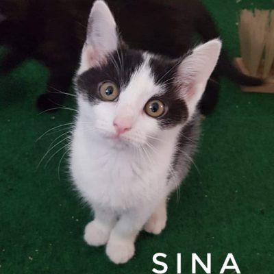 Sina