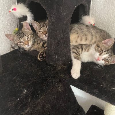 Nala, Insi, Pepone