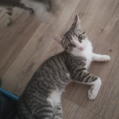 Nala, Insi, Pepone