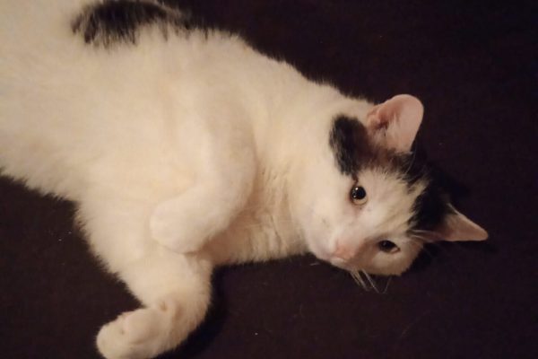 Carlo - Futterpatenschaft