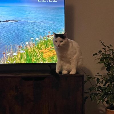 Pepper und Prinz Kullerbauch
