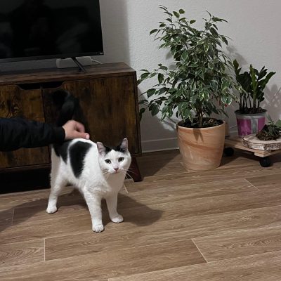 Pepper und Prinz Kullerbauch