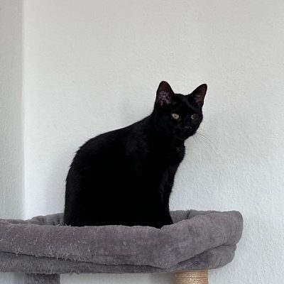 Pepper und Prinz Kullerbauch