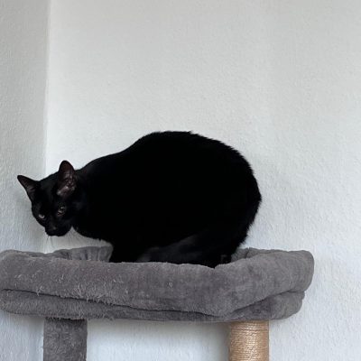 Pepper und Prinz Kullerbauch