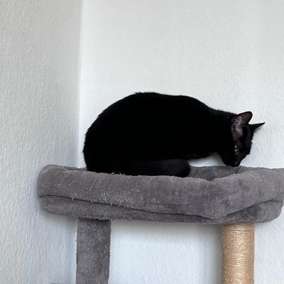 Pepper und Prinz Kullerbauch