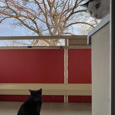 Pepper und Prinz Kullerbauch
