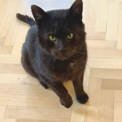 Findus