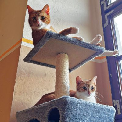 Luna, Leja und Luke