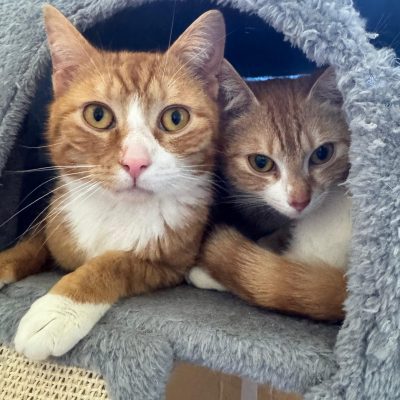 Luna, Leja und Luke