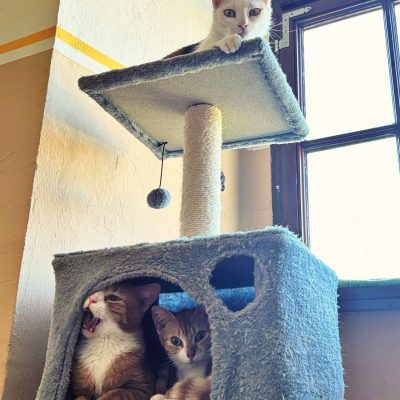 Luna, Leja und Luke