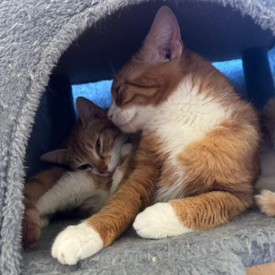 Luna, Leja und Luke