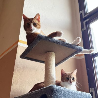 Luna, Leja und Luke