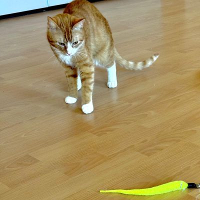 Luna, Leja und Luke