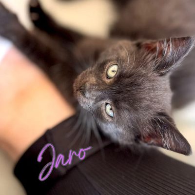 Kitten-Gruppe