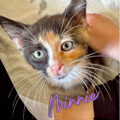 Kitten-Gruppe