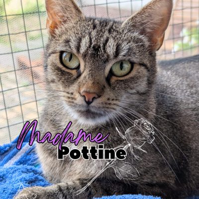 Madame Kommode & Pottine
