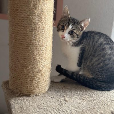 Vier Katzenherzen
