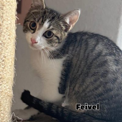 Vier Katzenherzen