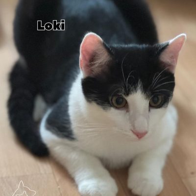 Vier Katzenherzen