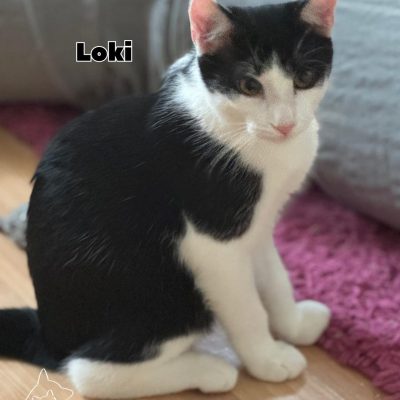 Vier Katzenherzen