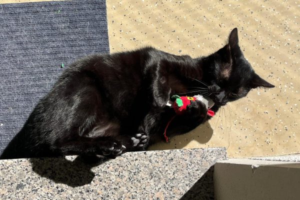 Pepper - Futterpatenschaft