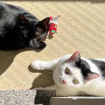 Pepper & Prinz Kullerbauch