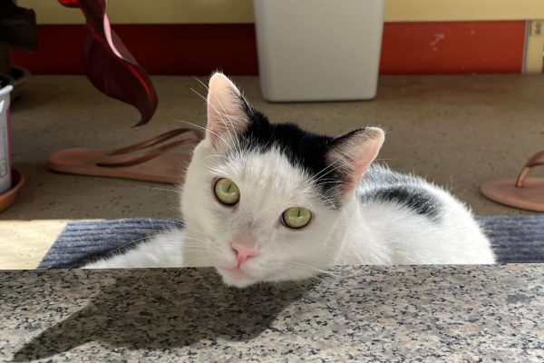 Prinz Kullerbauch - Futterpatenschaft