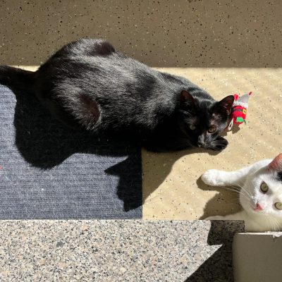 Pepper & Prinz Kullerbauch