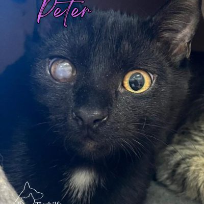 Peter