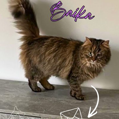 Baika