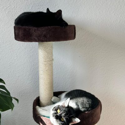 Neo & Balu