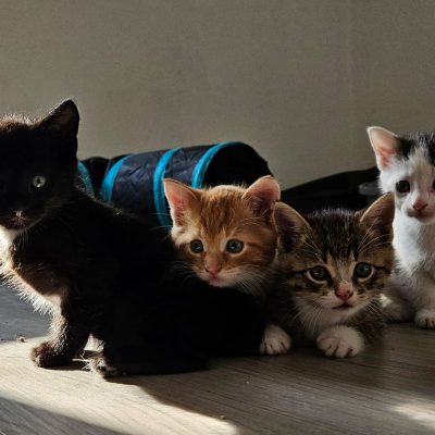 Ida, Eddy, Beeker, Egon & Mama