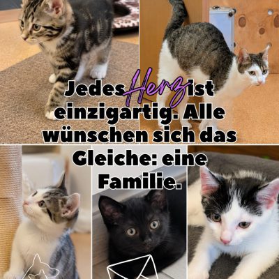 Felinchen & Kids
