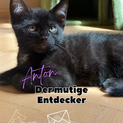 Anton