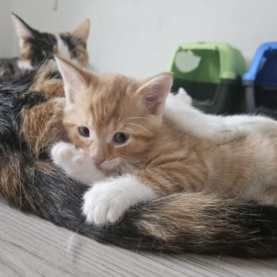 Ida, Eddy, Beeker, Egon & Mama