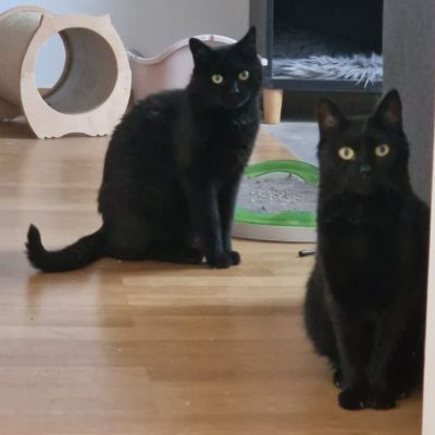 Copy & Paste
