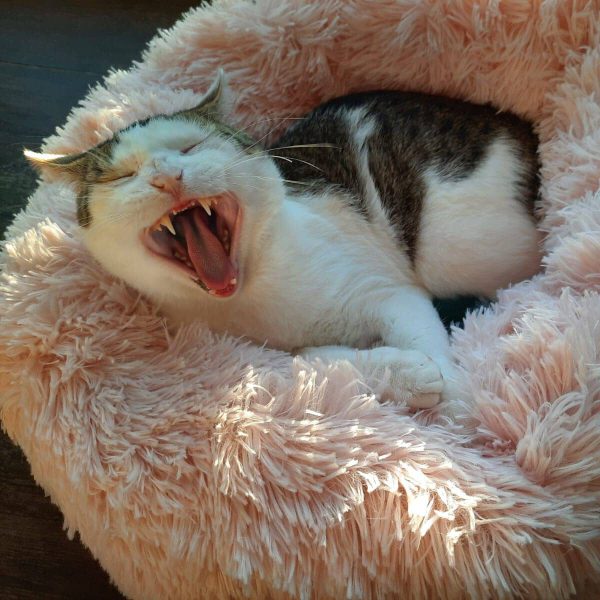Katze